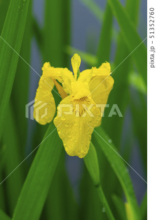 花 花菖蒲 黄色 51352760
