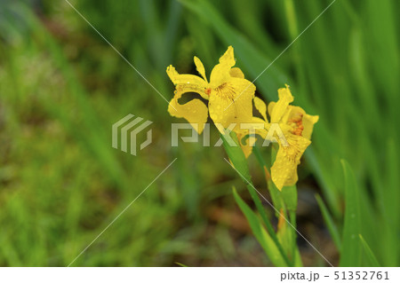 花 花菖蒲 黄色 51352761