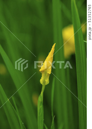 花 花菖蒲 黄色 51352765