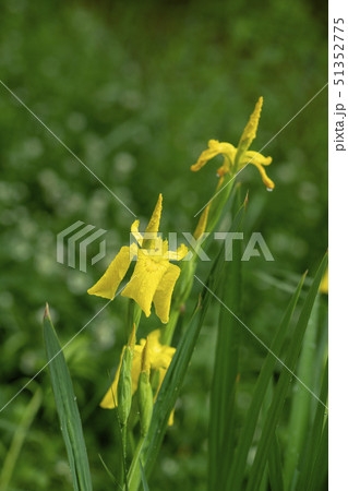 花 花菖蒲 黄色 51352775