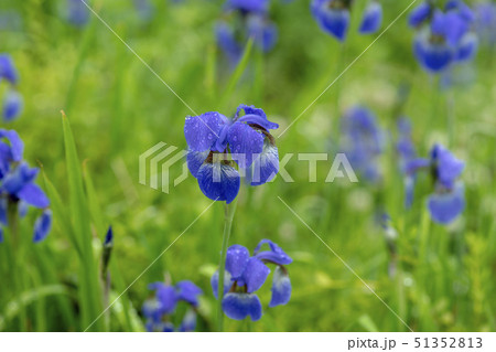 菖蒲 花 花菖蒲 51352813