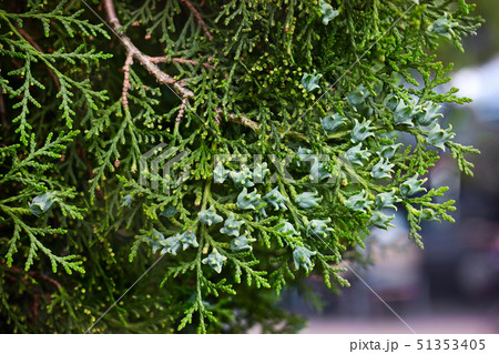 Branch of evergreen young cypress tree. 51353405