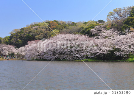 【神奈川県】晴天下の三溪園の満開桜 51353590