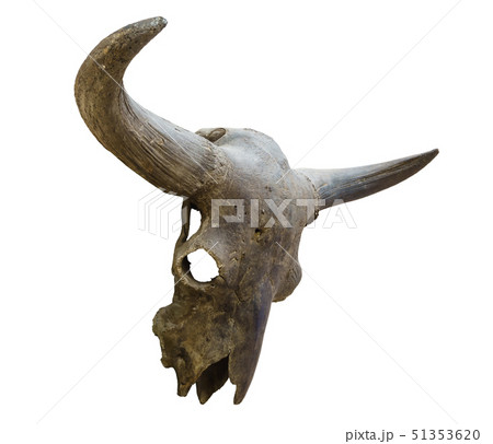 skull of an extinct bison isolated on white skull of an extinct bison isolated on white 51353620