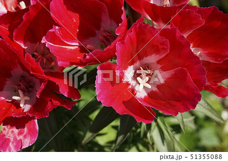 ゴジチアの花 51355088