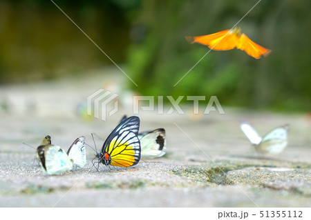 Group of butterflies on the ground Group of butterflies on the ground 51355112