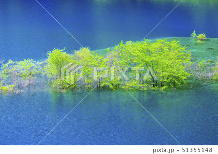 浮島と水没林 51355148