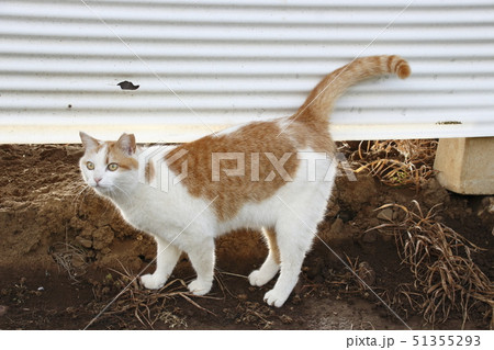 野良猫の写真 野良猫の写真 51355293