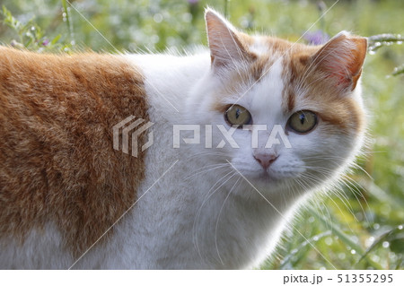 野良猫の写真 野良猫の写真 51355295