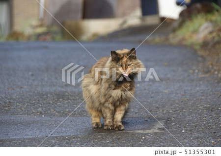 野良猫の写真 51355301