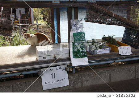 無人販売所の定員さん（？） 51355302