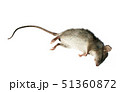 Dead rat 51360872