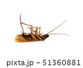 Dead Cockroach 51360881