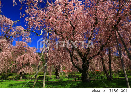 春の枝垂れ桜 春の枝垂れ桜 51364001