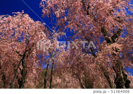 春の枝垂れ桜 春の枝垂れ桜 51364006