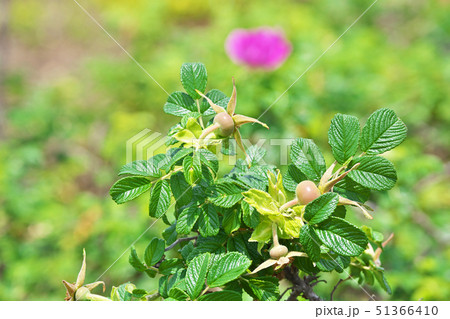 赤いハマナスの花 51366410