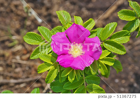赤いハマナスの花 赤いハマナスの花 51367275