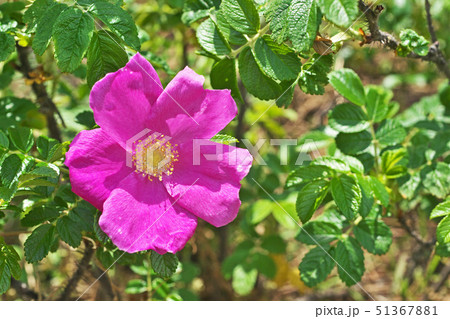 赤いハマナスの花 51367881