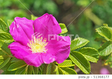 赤いハマナスの花 51368177