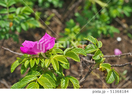 赤いハマナスの花 赤いハマナスの花 51368184