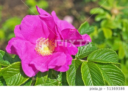 赤いハマナスの花 51369386