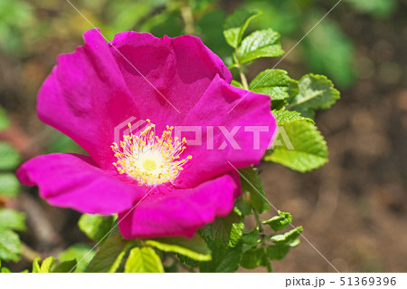 赤いハマナスの花 51369396