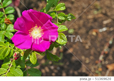 赤いハマナスの花 51369620