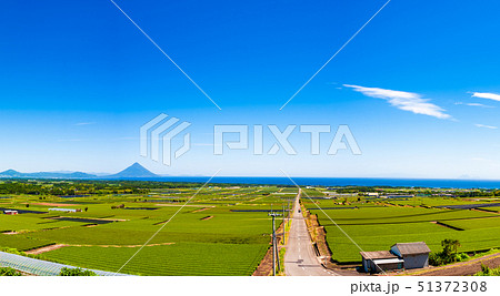 新緑の茶畑と開聞岳_中原公園  南薩摩の絶景スポット 広大な茶畑にまっすぐ伸びる道その先に開聞岳 51372308