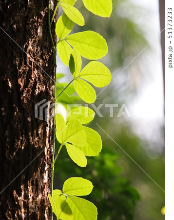 light green creeping plant leave of wild plant  51373233