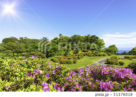 光芒　フレア　青空　つつじ 51376018