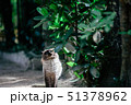 沖縄　猫 51378962