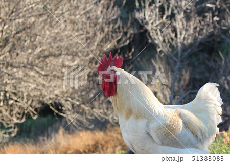 雄鶏 51383083