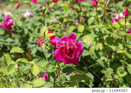 植物 花 バラ 51384367