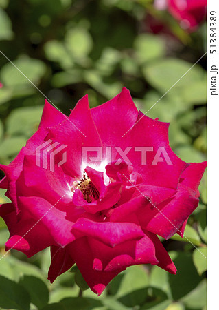 植物 花 バラ 51384389