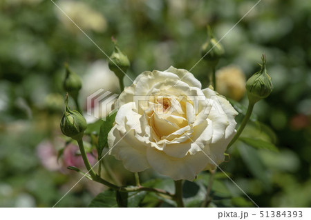 植物 花 バラ 51384393