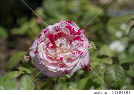 植物 花 バラ 51384398