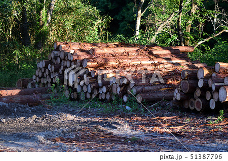 間伐材の置き場 51387796