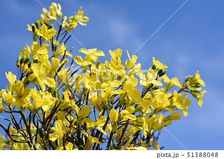 葉牡丹の黄色い花 5月 菜の花に似た花 青空の写真素材