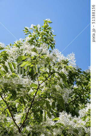 ヒトツバタゴの花 51388156