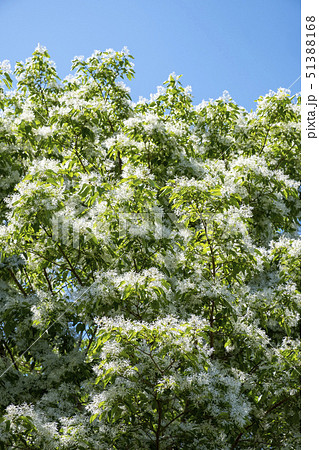 ヒトツバタゴの花 51388168