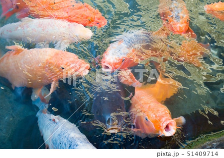 【山梨県甲府市】餌に群がる錦鯉 【山梨県甲府市】餌に群がる錦鯉 51409714