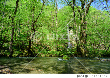 春の奥入瀬 白糸の滝 春の奥入瀬 白糸の滝 51431865