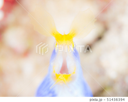 ナハヒゲウツボ ナハヒゲウツボ 51436394