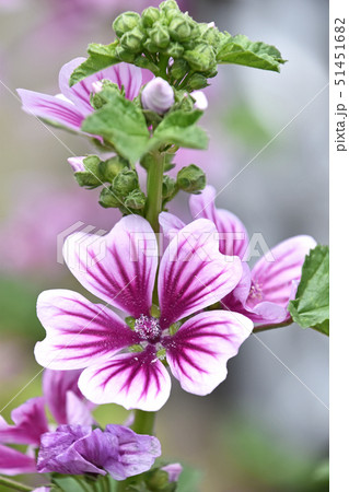 ゼニアオイ(銭葵) ゼニアオイ(銭葵) 51451682