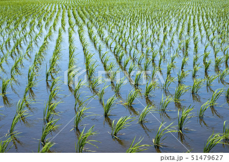 綺麗に揃った田植え後の水田の苗 綺麗に揃った田植え後の水田の苗 51479627