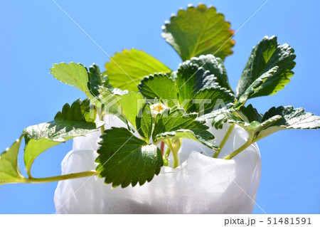ワイルドストロベリー 四季なりイチゴ の苗 白い花 家庭菜園 畑 野菜 果物イメージ素材 白背景の写真素材