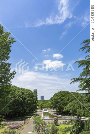 初夏の公園の緑 51489289