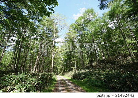 札幌市清田区 白旗山 中央線林道風景 札幌市清田区 白旗山 中央線林道風景 51492442