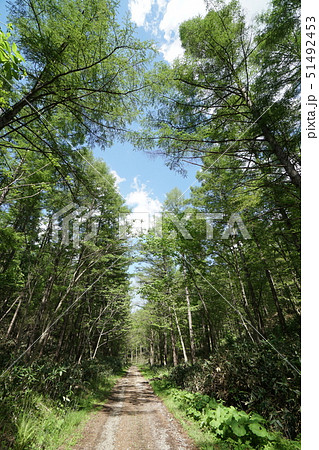 札幌市清田区　白旗山　中央線林道風景 51492453