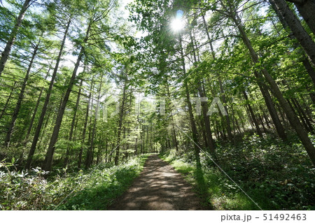 札幌市清田区 白旗山 中央線林道風景 札幌市清田区 白旗山 中央線林道風景 51492463